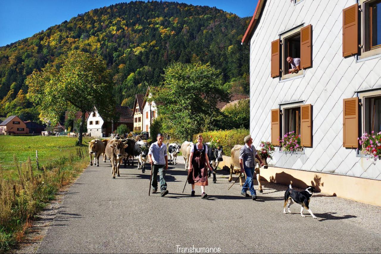 Chalet Du Silberrain Pres De Colmar - Cheminee, Sauna, Piscine Partagee Osenbach Eksteriør billede